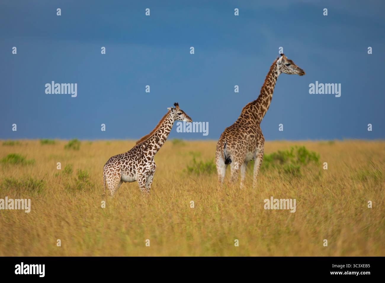 Zwei wilde Giraffen spazieren durch eine goldene Landschaft aus hohem Gras, während ein Regensturm am Horizont im Masai Mara National Reserve vorbeizieht Stockfoto