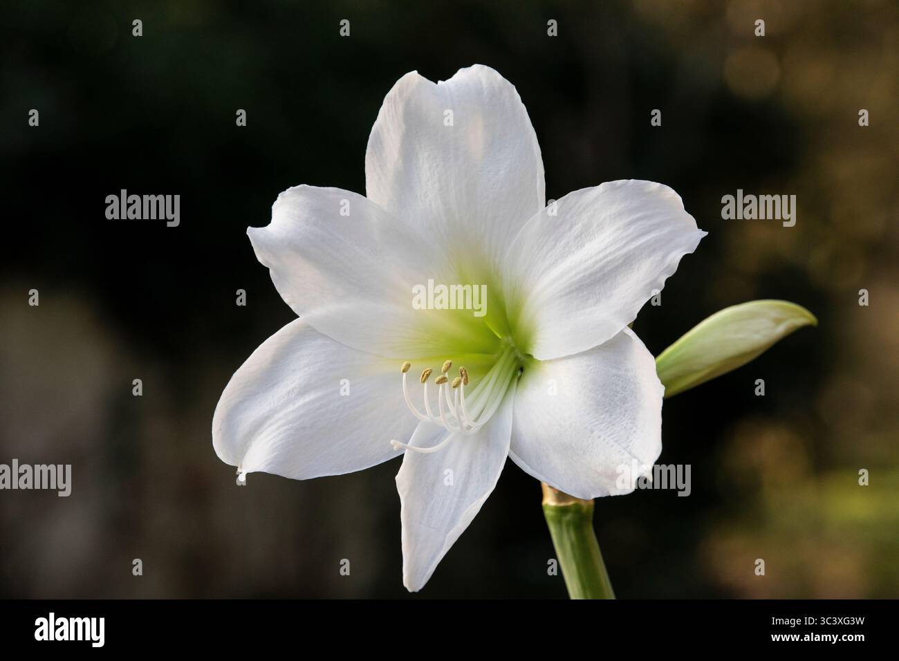 Blumenteile Stockfoto