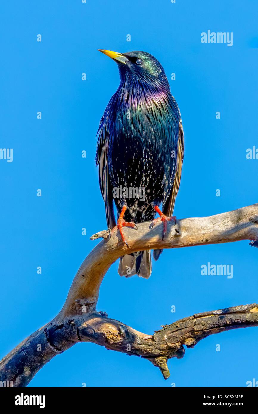 Ein gemeiner Starling thronte auf einem Baumzweig mit schwarz glänzenden Federn und einem violetten und grünen Glanz mit weißen Flecken bei Blayney im Central West, N Stockfoto