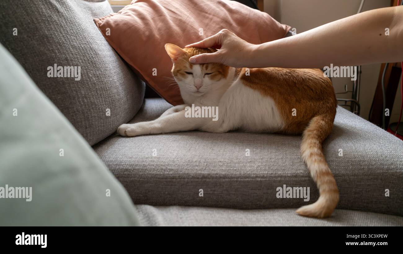 Eine Besitzerhand berührt den Kopf einer Ingwerkatze auf dem Sofa Stockfoto