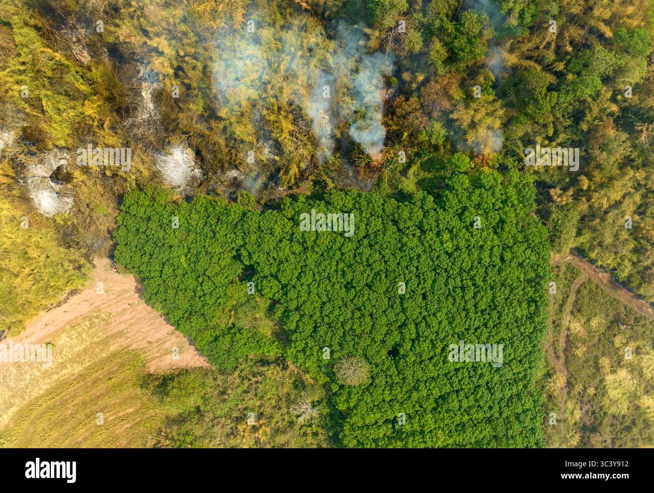 Die Hauptursache für Waldverluste ist die Entwaldung der Landwirtschaft, Umweltschäden in Südostasien, die globale Erwärmung und die Umwelt. Stockfoto