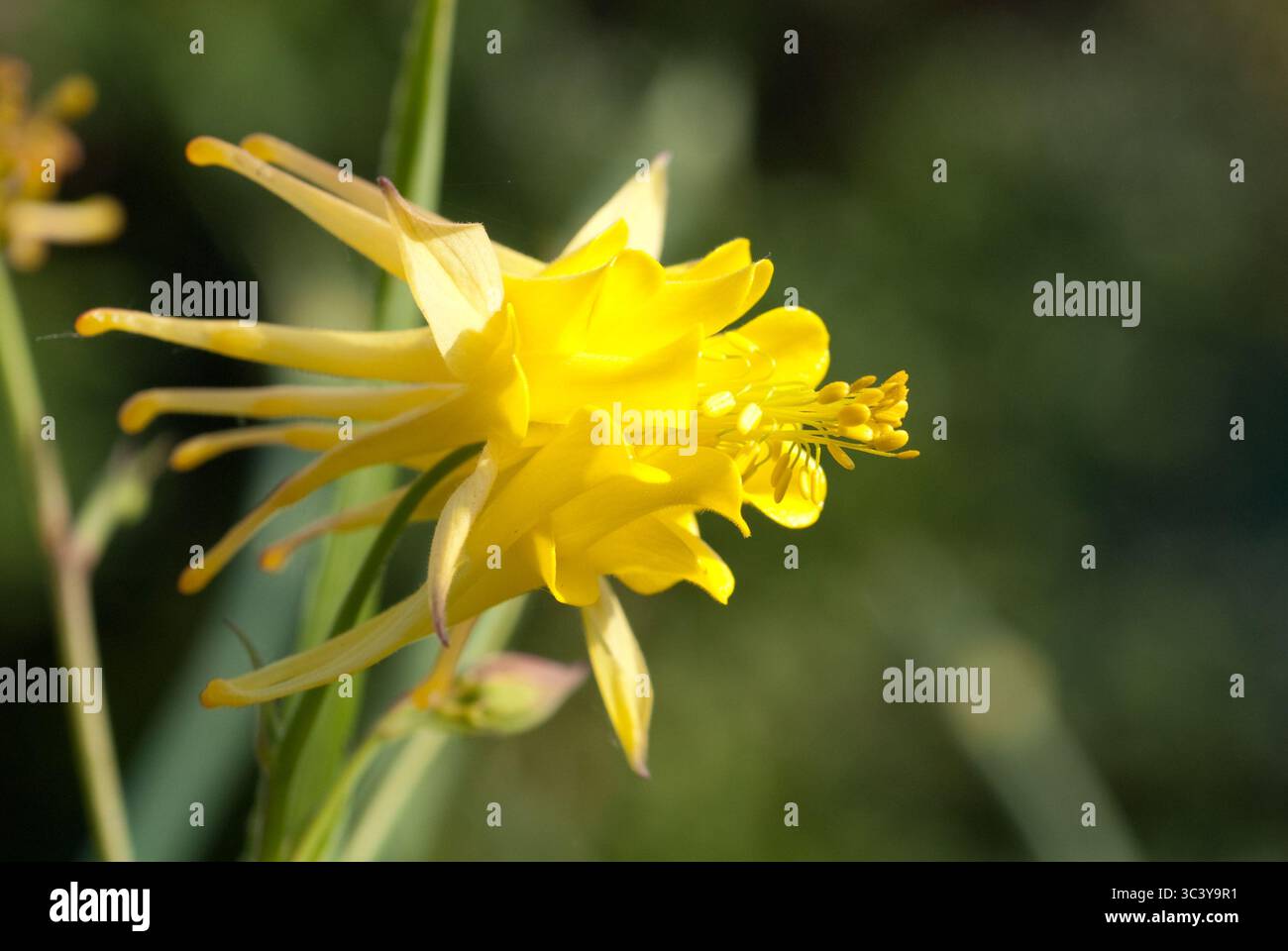 Leuchtend gelbe Wildblume zeigt zarte Blütenblätter und komplizierte Strukturen vor einem verschwommenen grünen Hintergrund unter der Nachmittagssonne. Stockfoto