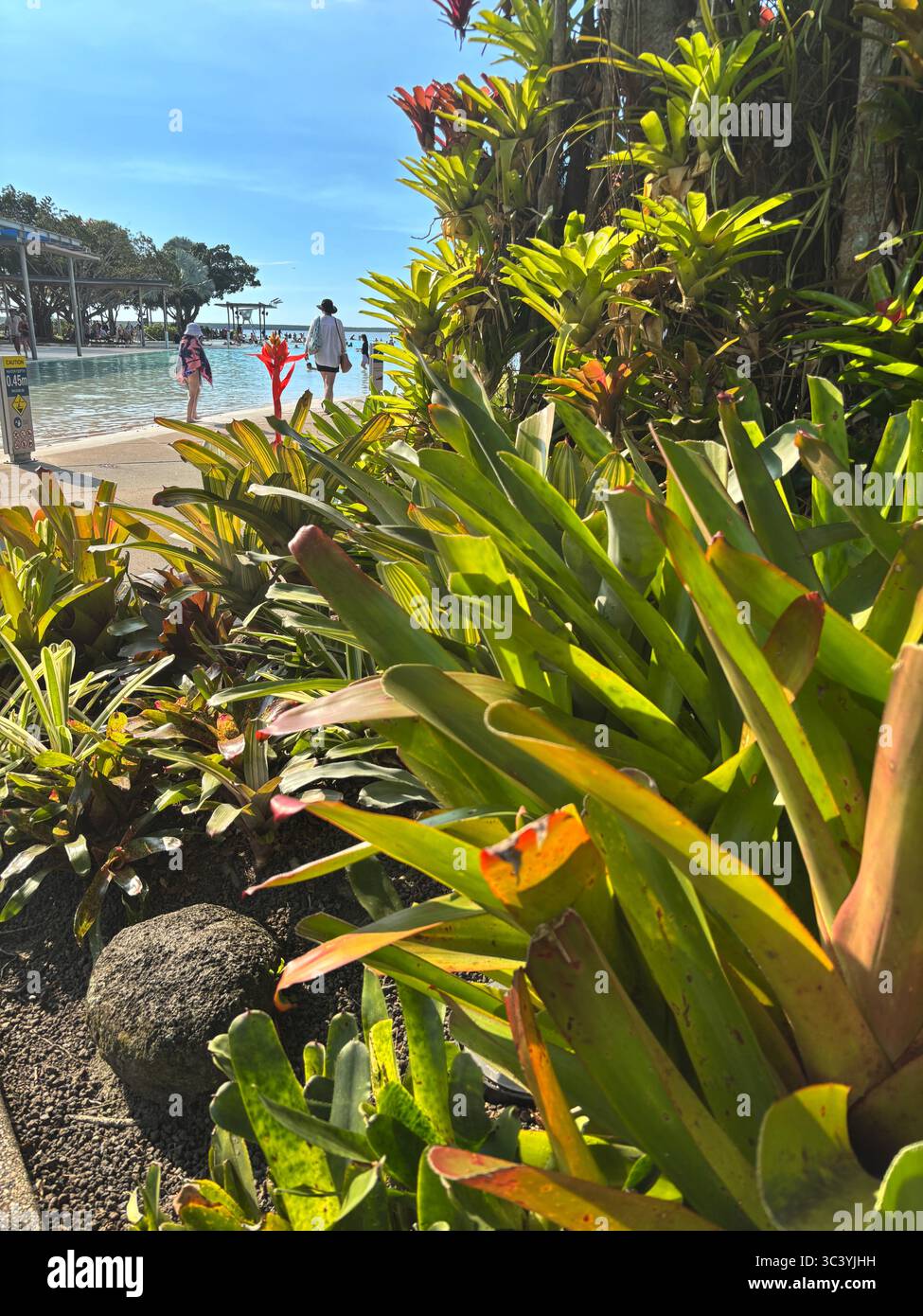 Üppige Gärten rund um die Lagune, kostenloser öffentlicher Swimmingpool an der Esplanade, Cairns, Queensland, Australien. Kein MR Stockfoto