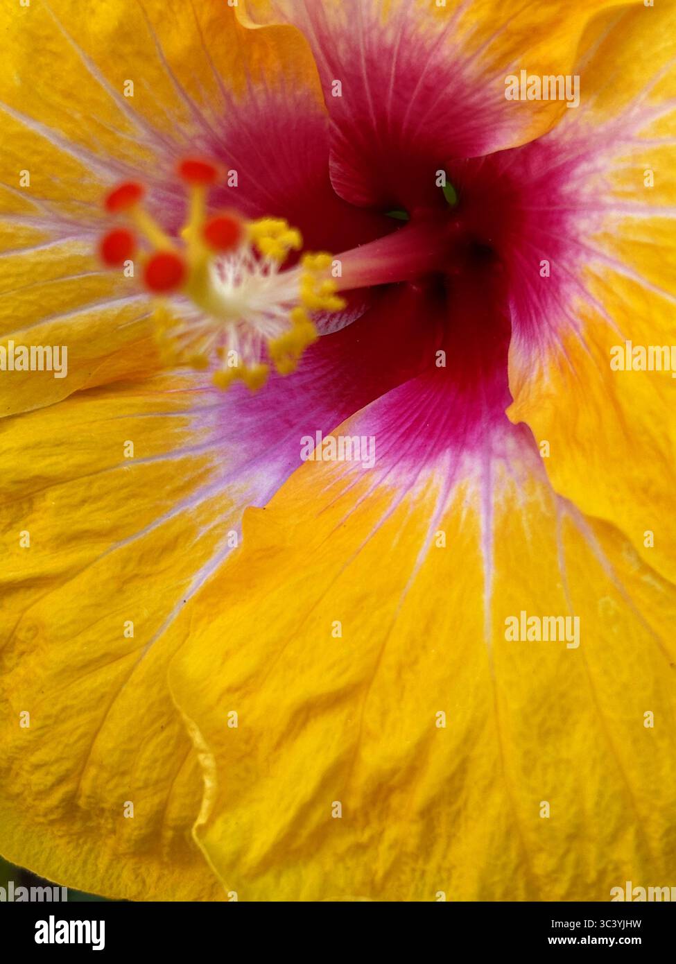 Detail der rosa und gelben Hibiskusblüte - Smartphone-aufgenommenes Stockfoto