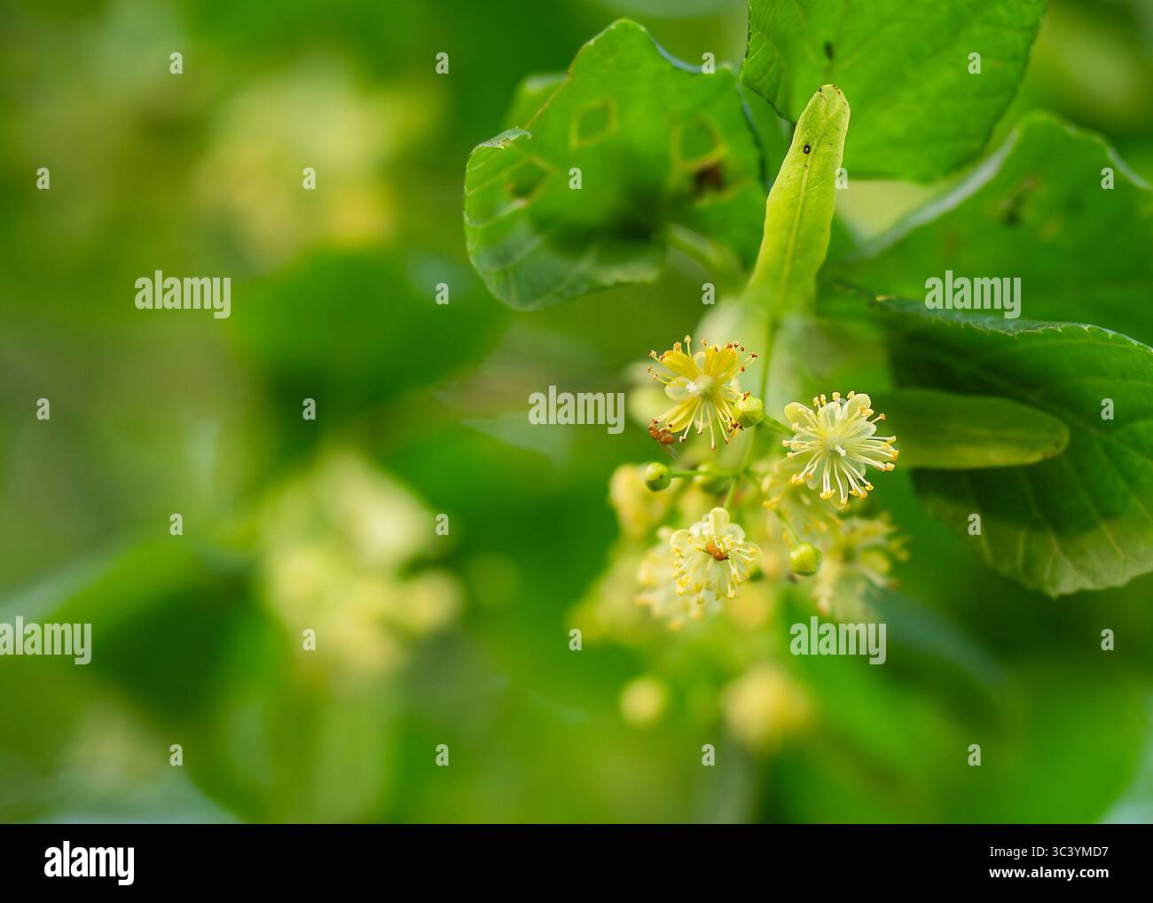 Kleinblättrige Limette (Tilia cordata) Blüten und Knospen zwischen den Blättern im Sommer. Lindenbaum blüht Cluster, kleinblättrige Linde in Blüte. Apotheke. Stockfoto
