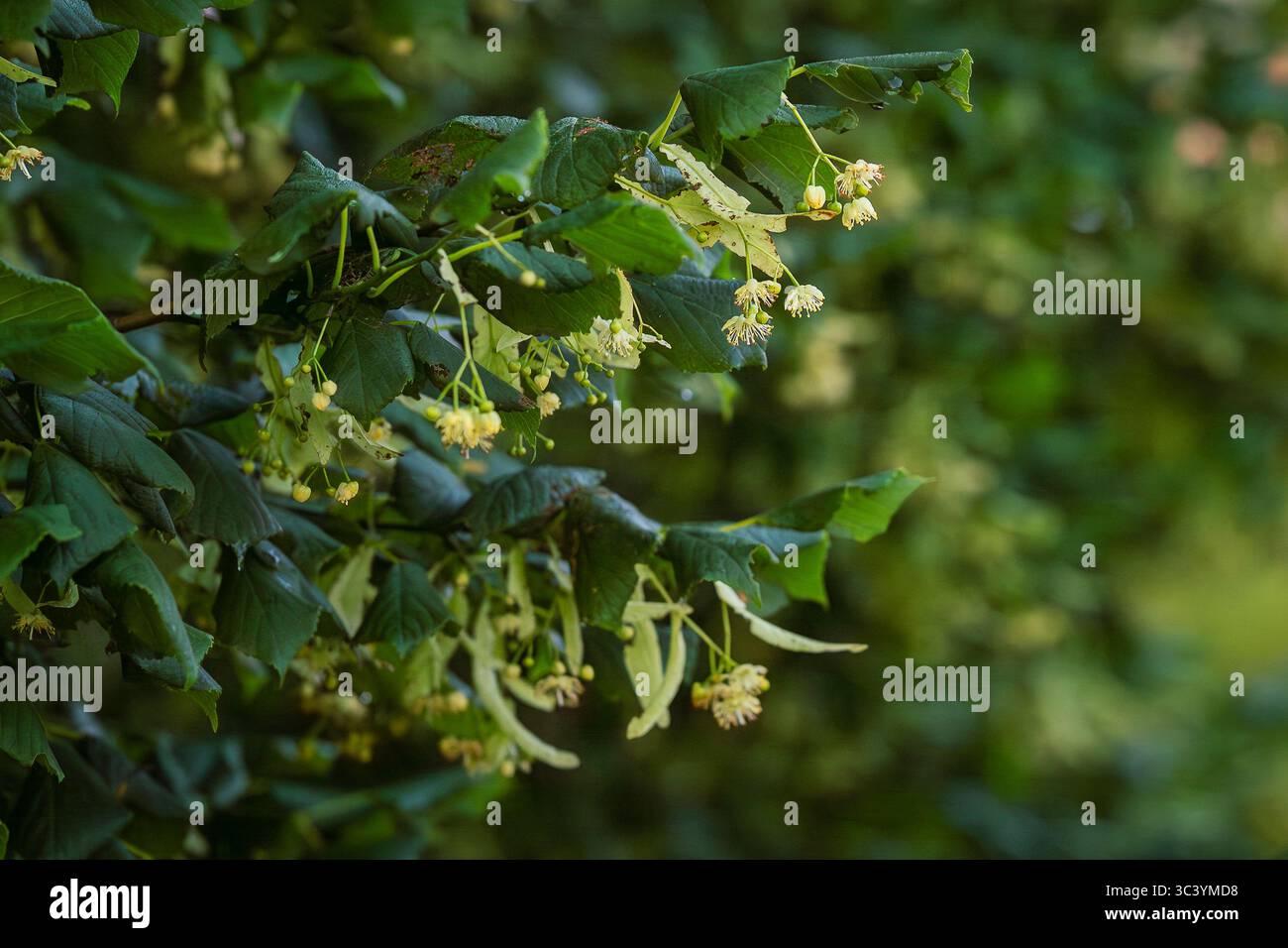 Kleinblättrige Limette (Tilia cordata) Blüten und Knospen zwischen den Blättern im Sommer. Lindenbaum blüht Cluster, kleinblättrige Linde in Blüte. Apotheke. Stockfoto