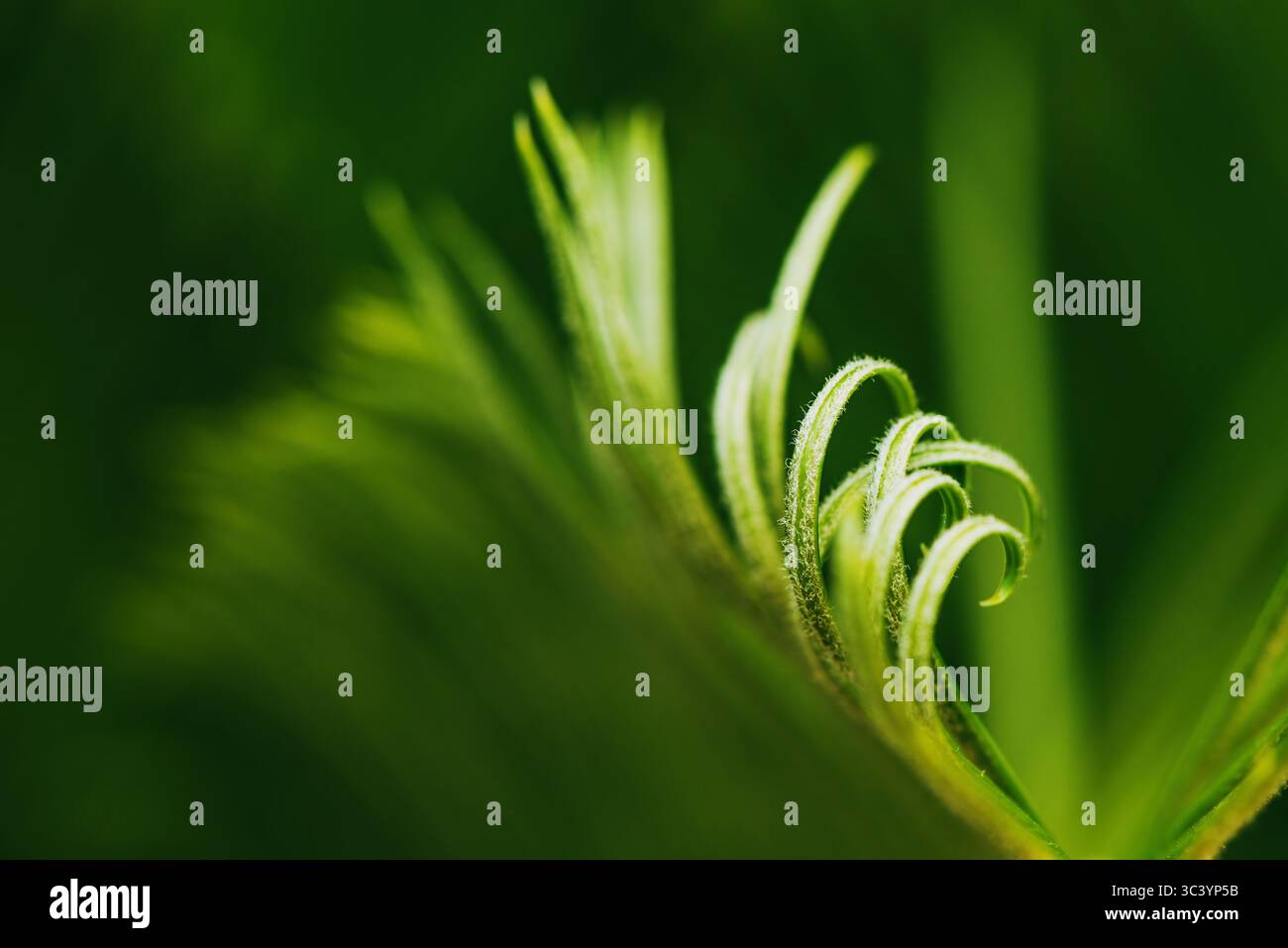 Makroaufnahme junger grüner Blattlocken mit geringer Schärfentiefe. Abstrakte organische Textur, üppiges Laub, lebendiges natürliches Wachstum und botanischer Stil Stockfoto