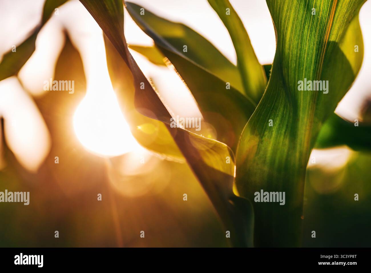 Grüne Maispflanzen Blätter bei Sonnenuntergang, bewirtschaftetes Ackerfeld, selektiver Fokus Stockfoto