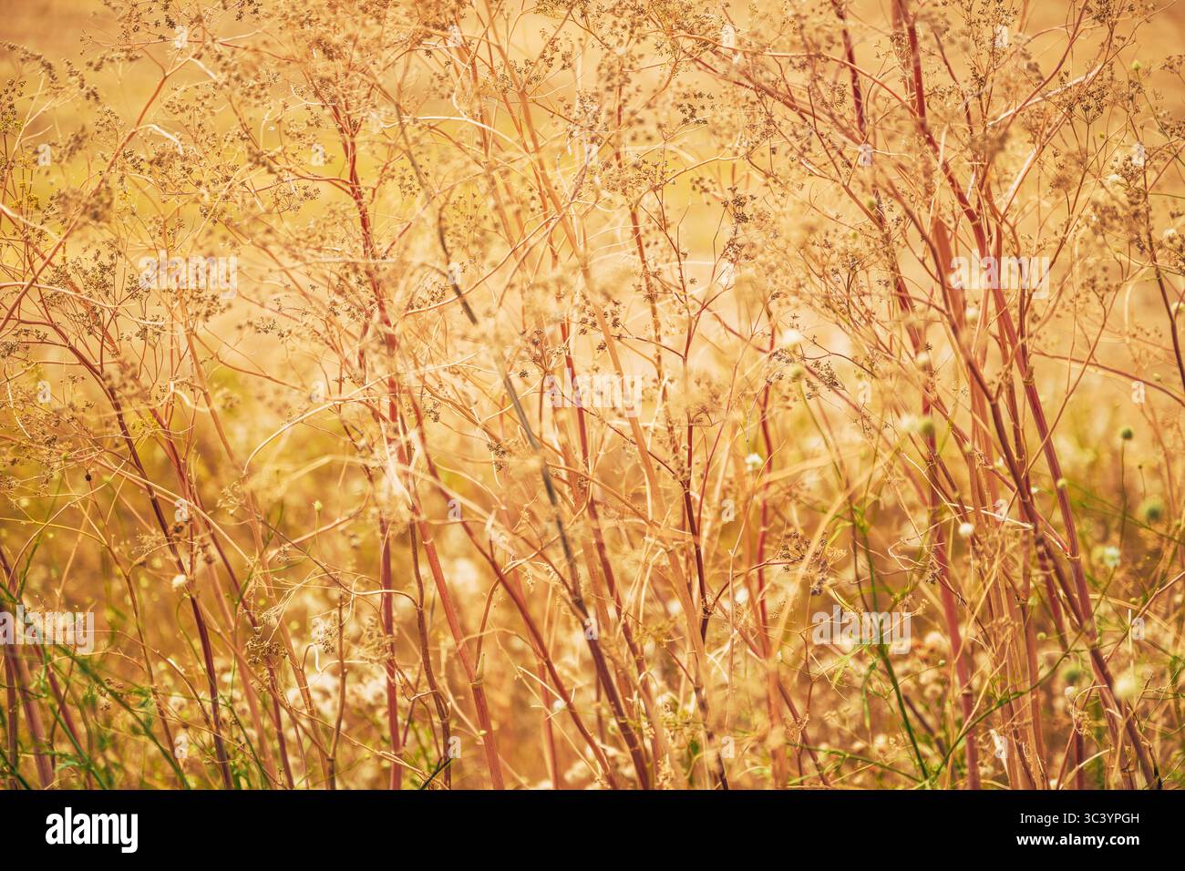 Eine sonnendurchflutete Nahaufnahme einer goldenen Wiese im Spätsommer. Die trockenen, zarten Gräser und wilden Pflanzen leuchten in warmen Tönen und erzeugen einen traumhaften Text Stockfoto