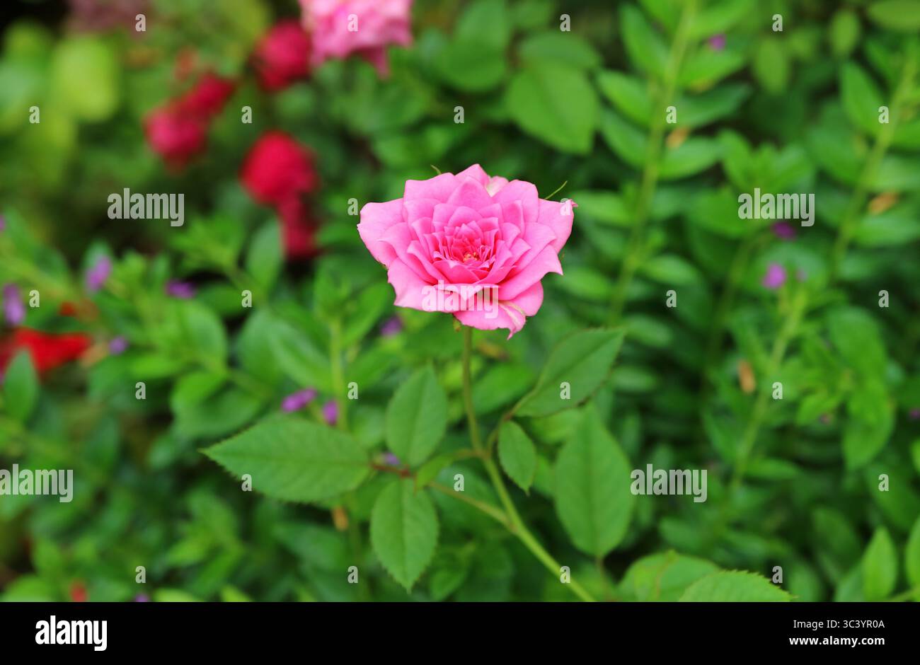 Nahaufnahme einer wunderschönen Cerise Pink Bourbon Rose, die im Garten blüht Stockfoto