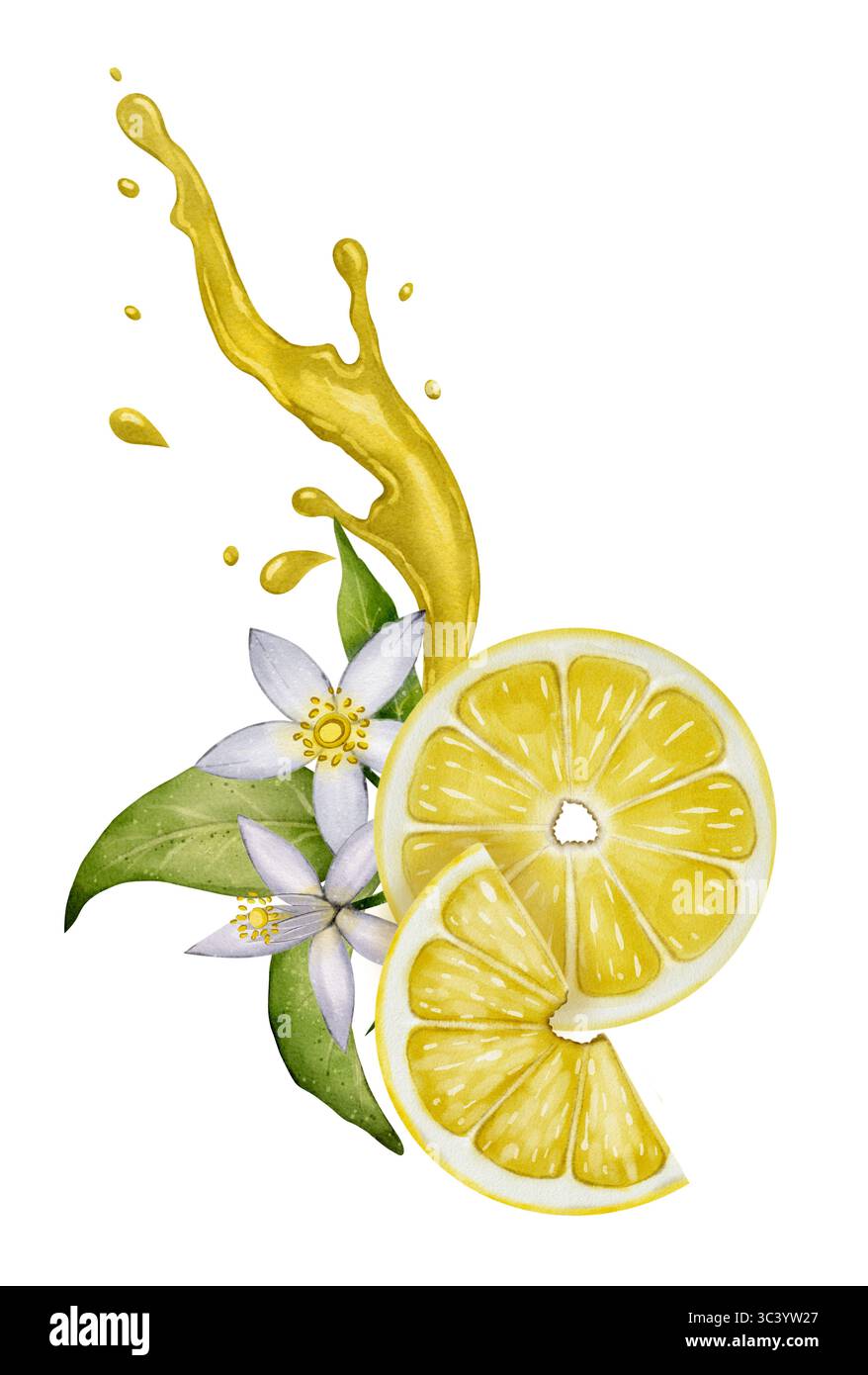 Zitronenscheiben mit gelben Saftspritzern und weißen Blüten. Handgezeichnete Aquarellillustration auf weißem Hintergrund. Perfekt für Sommerdesigns und Verpackungen Stockfoto