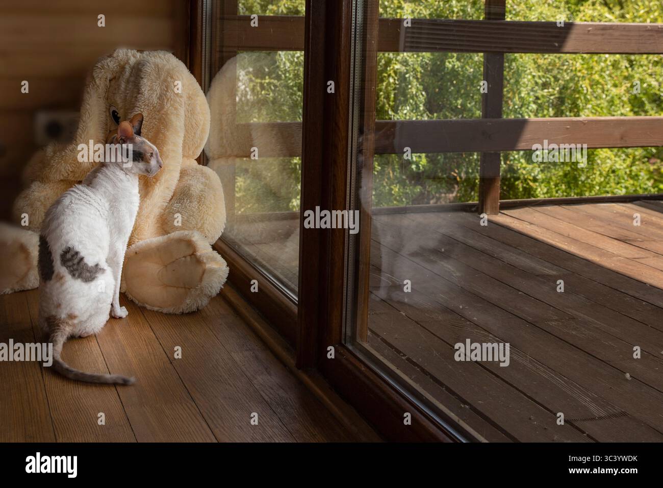 Cornish Rex Katze mit lockigem Fell und großen Ohren, die an einem großen Fenster neben einem weichen Plüschtier sitzt und nach draußen blickt. Indoor-Szene mit gemütlichem Zuhause Stockfoto Cornish Rex Katze mit lockigem Fell und großen Ohren, die an einem großen Fenster neben einem weichen Plüschtier sitzt und nach draußen blickt. Indoor-Szene mit gemütlichem Zuhause Stockfoto