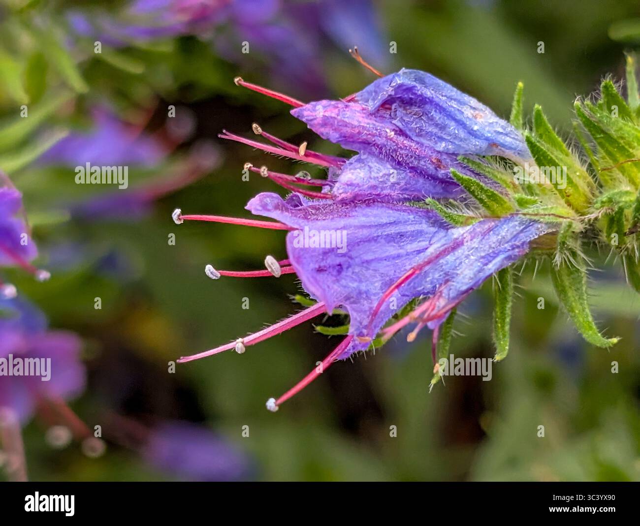 Blütenstand mit Blue Flowers in Detail und Pink Flowers Buds of the Common Viper's Bugloss (Echium vulgare), auch Common Viper's Bugloss oder B genannt Stockfoto
