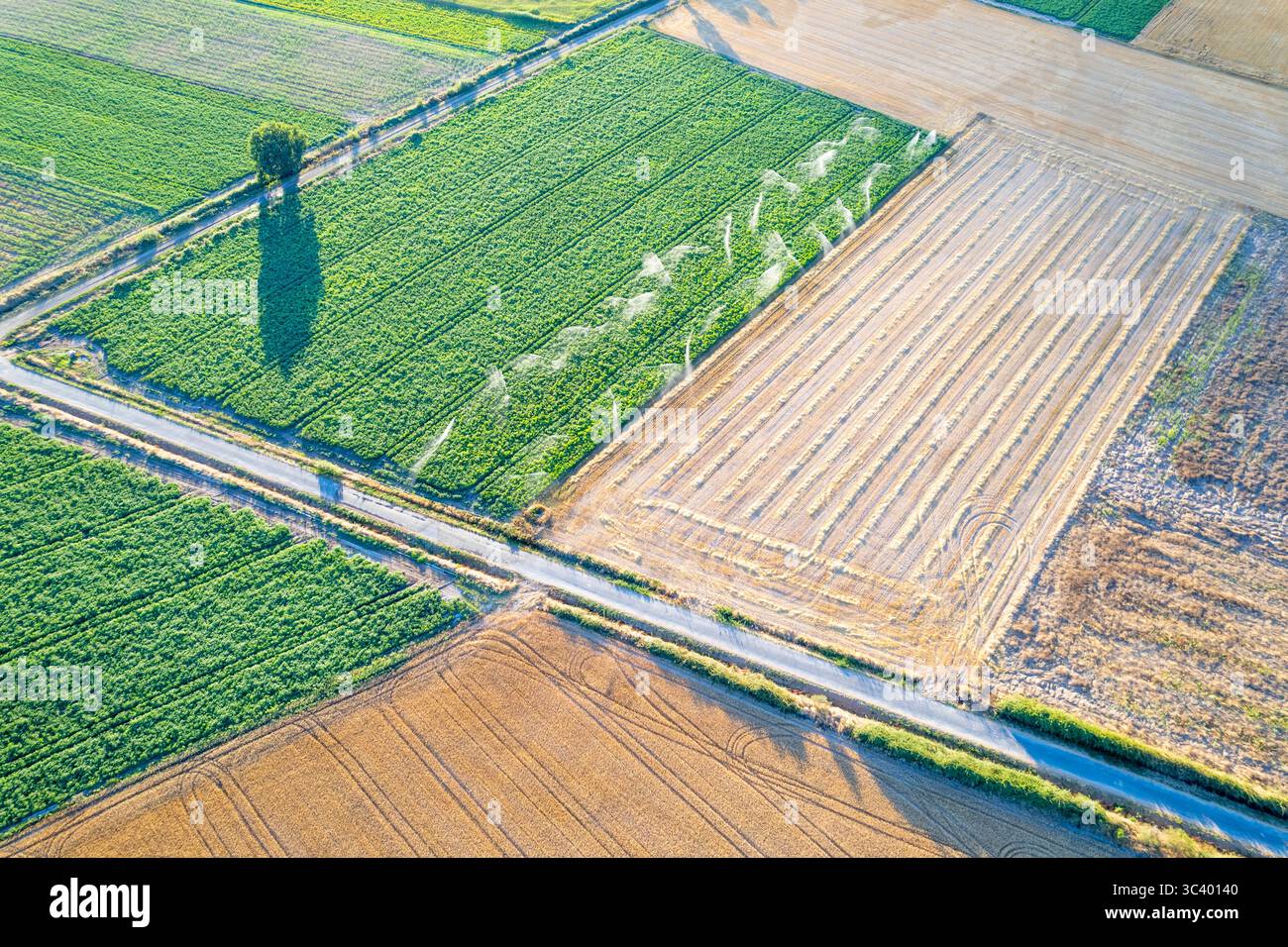 Eine Sprinkleranlage zur Bewässerung eines grünen Erntefeldes Konzept die Bedeutung des Wassermanagements. Stockfoto