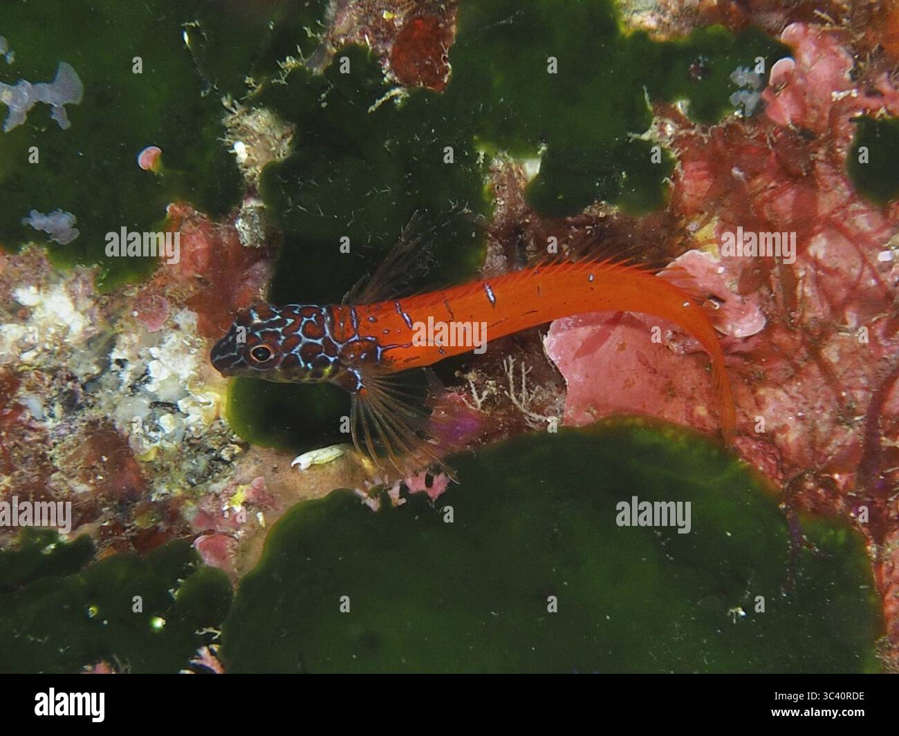 Ein farbenfroher Fisch mit roten und blauen Mustern, rot-schwarze Triplefin (Tripterygion melanurus), Blenny, auf einem Riff im Mittelmeer bei Hyeres, di Stockfoto