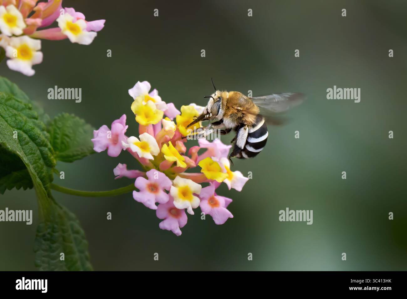 Weißbändige Grabbiene (Amegilla quadrifasciata) saugt Nektar mit ihrem Proboscis von der Blüte der Gemeinen Lantana Stockfoto