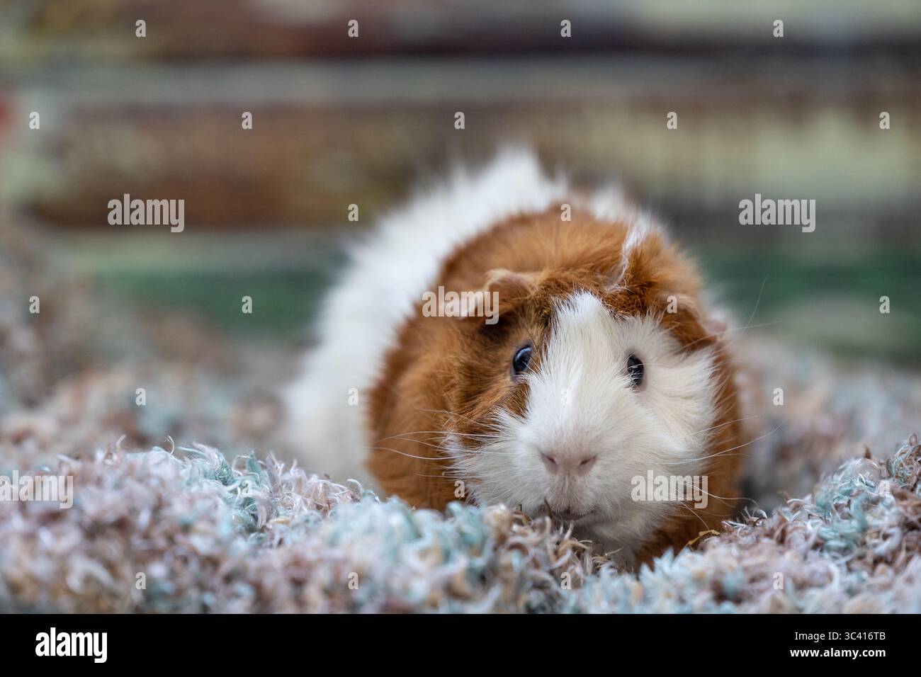 Meerschweinchen auf einem strukturierten Teppich mit sanfter Beleuchtung. Stockfoto