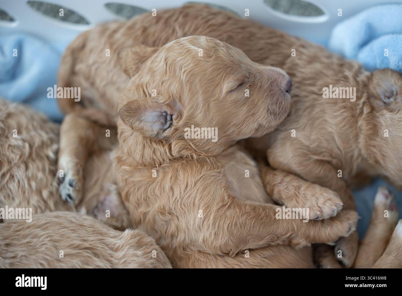 Lockige neugeborene Welpen, die sich in eine weiche Decke kuscheln. Stockfoto