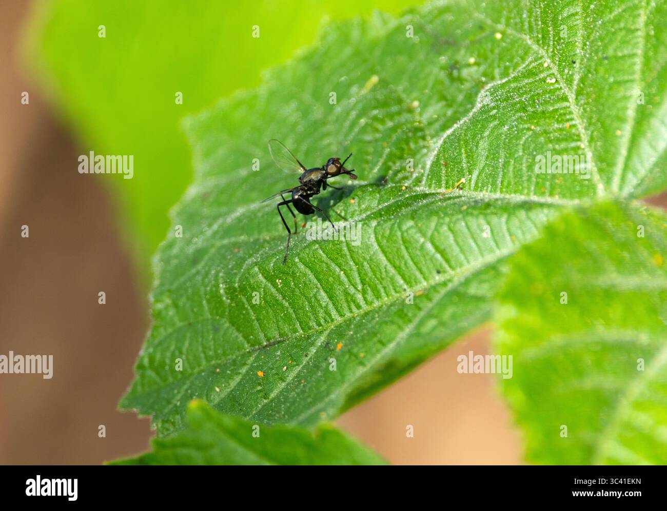 Die Black Scavenger Fly ist eine kleine Leggy Fliege, die eine Ameisenmimimie ist. . Männchen sind aktiv auf Dung und auf der nahegelegenen Vegetation, die tanzen, um Weibchen anzulocken Stockfoto