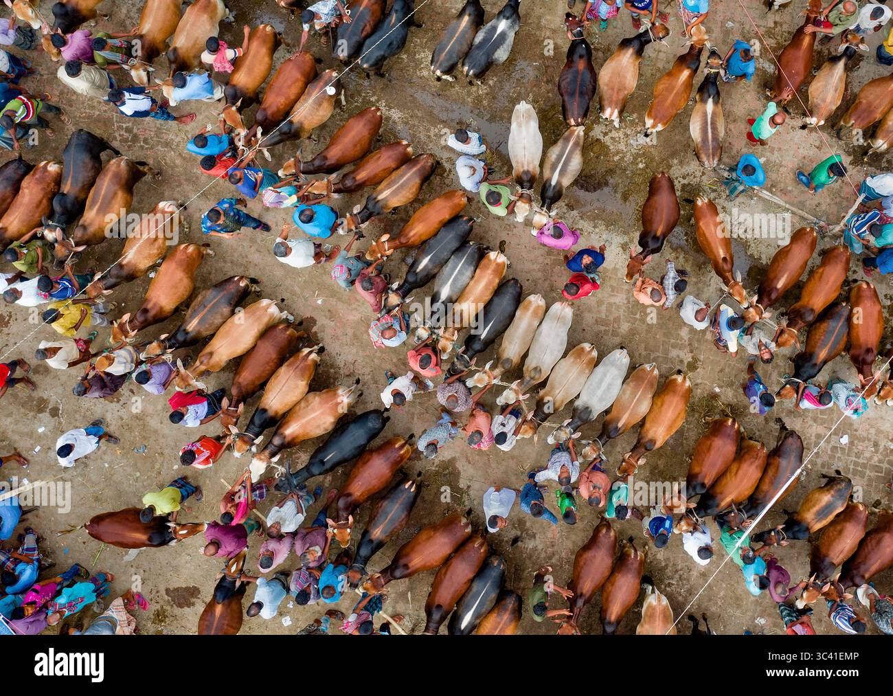 Aus der Vogelperspektive des Viehmarktes, der eine Vielzahl von Tieren und Menschen zeigt, die dicht auf dem Markt sind und einen lebendigen Wandteppich aus Farben und Texturen schaffen, Mahasthan, Rajshahi Division, Bangladesch. Stockfoto