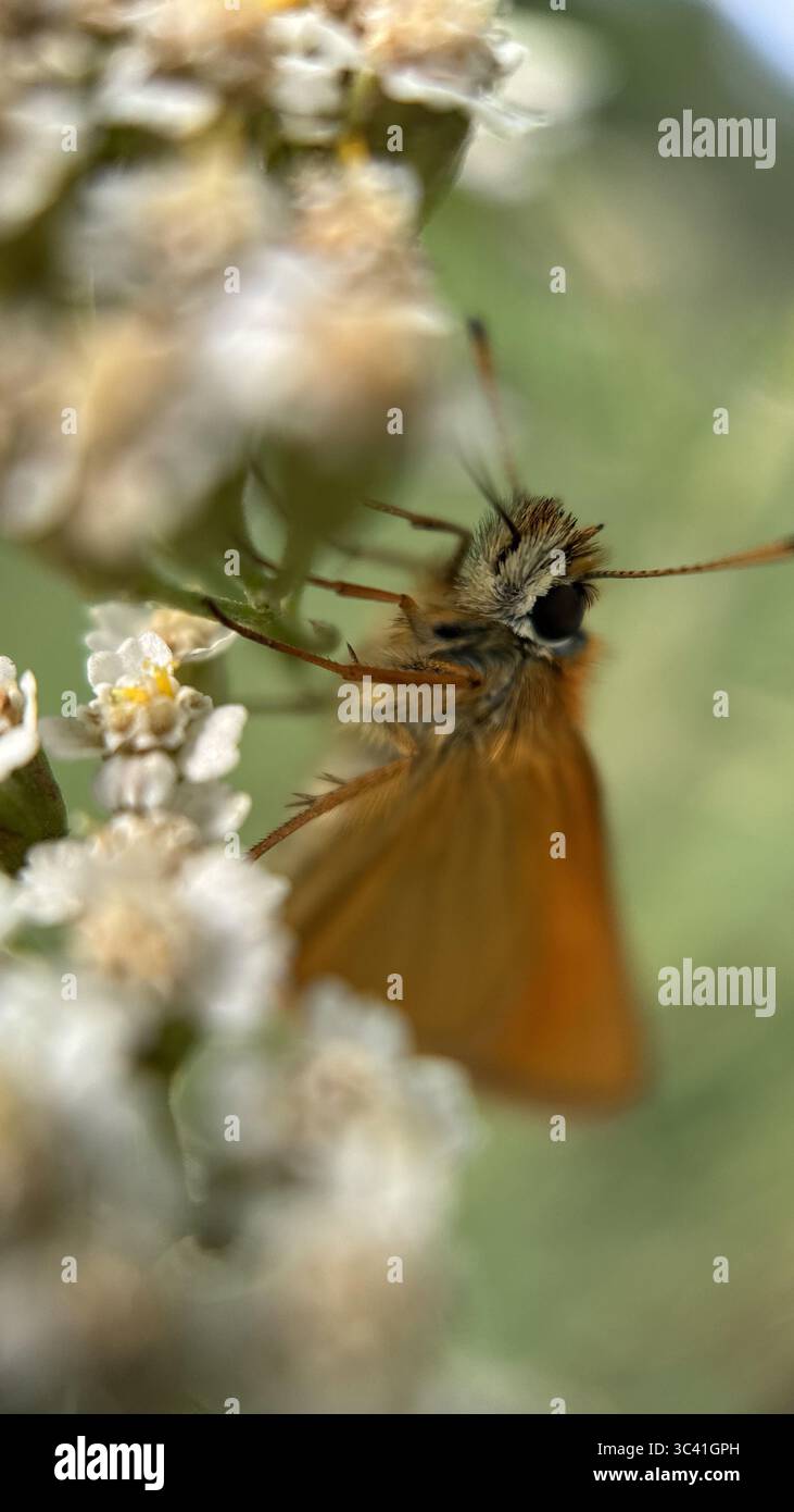 Eine Nahaufnahme des orangebraunen Schmetterlings Essex Skippers. Makrofotografie - Smartphone-aufgenommenes Stockfoto