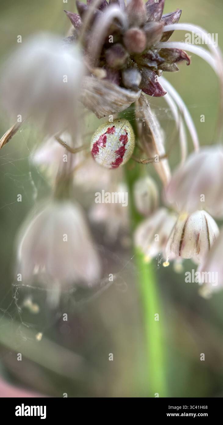 Große Krabbenspinne (misumena vatia) Jagd auf einer Blume Makrofotografie. Eine Nahaufnahme einer blassgrünen Spinne. - Smartphone-aufgenommenes Stockfoto