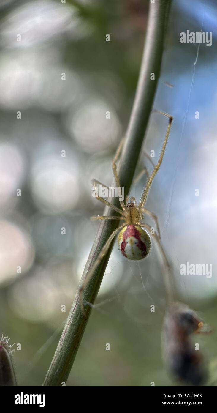 Große Krabbenspinne (misumena vatia) Jagd auf einer Blume Makrofotografie. Eine Nahaufnahme einer blassgrünen Spinne. - Smartphone-aufgenommenes Stockfoto
