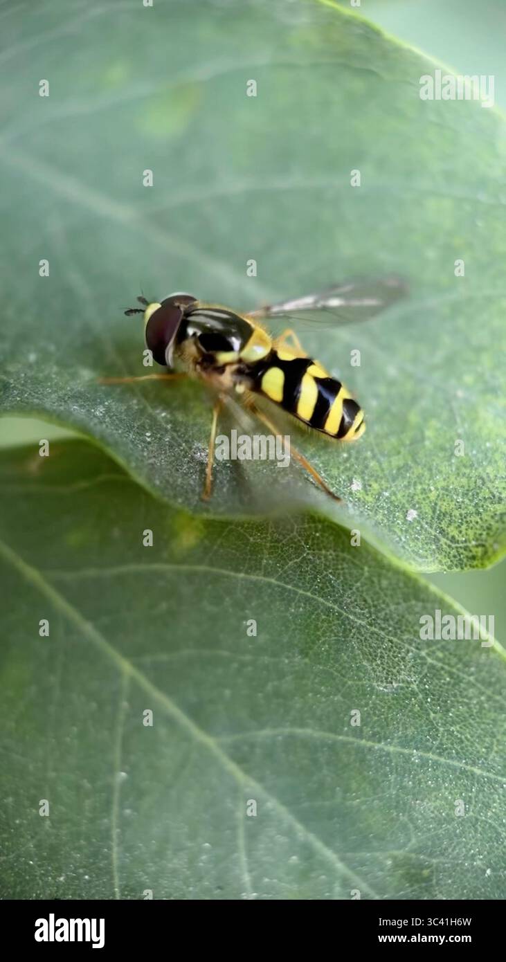 Schwarzweiß-Gelb-hoverfly, der eine Blume-Makrofotografie aufnimmt. Stockfoto