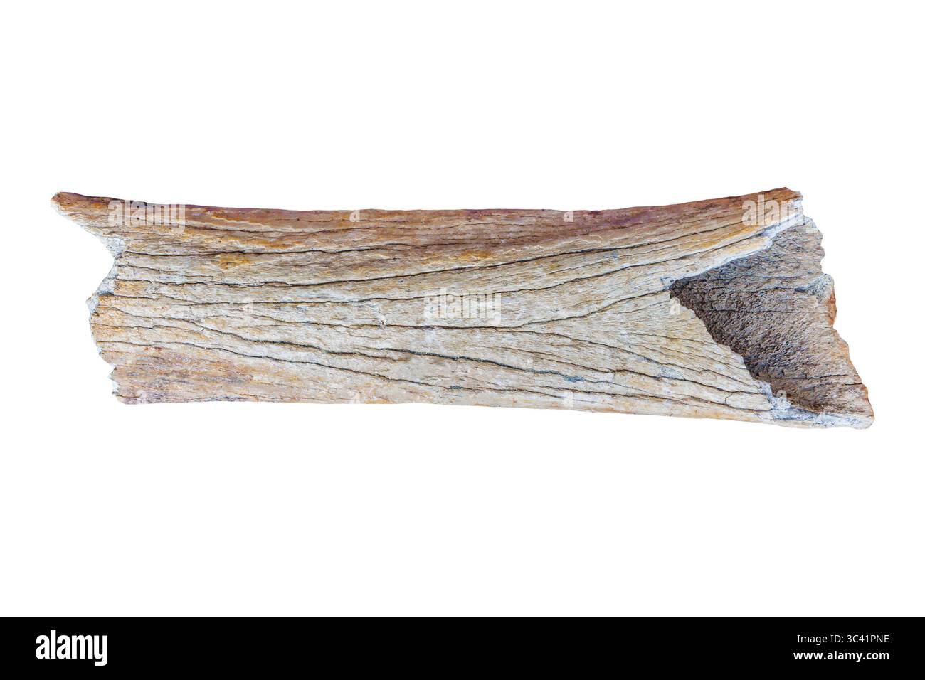 Authentischer Oberschenkelknochen von einem Wollmammut isoliert auf weißem Hintergrund Stockfoto