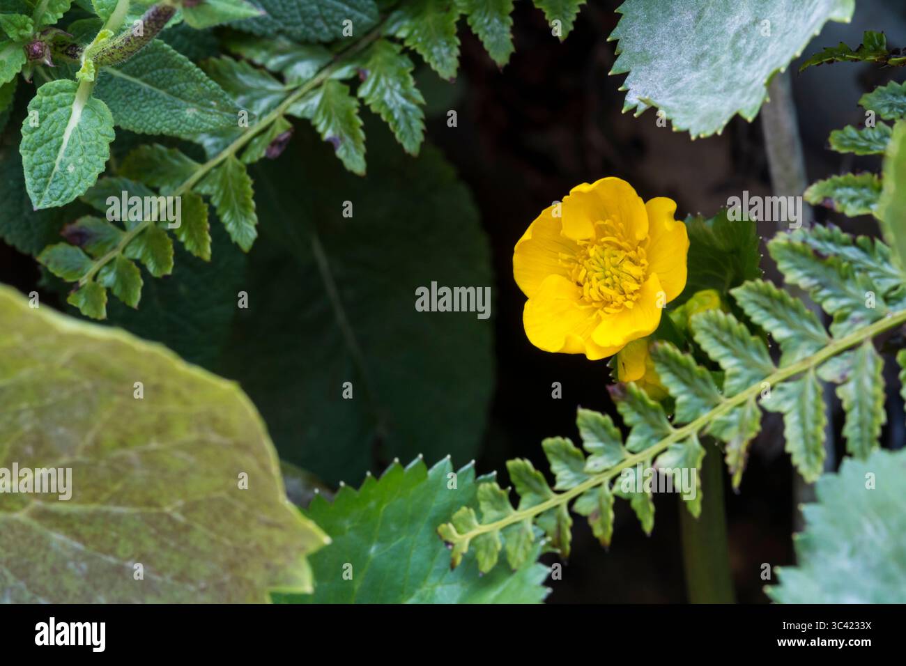 Blume von Sumpfblume oder Königskebel, Caltha palustris, wächst am Rand eines Teichs. Stockfoto