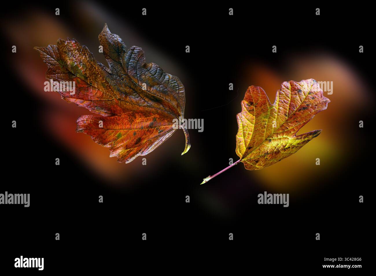 Buntes Herbstlaub ZT ohne Hintergrund Stockfoto