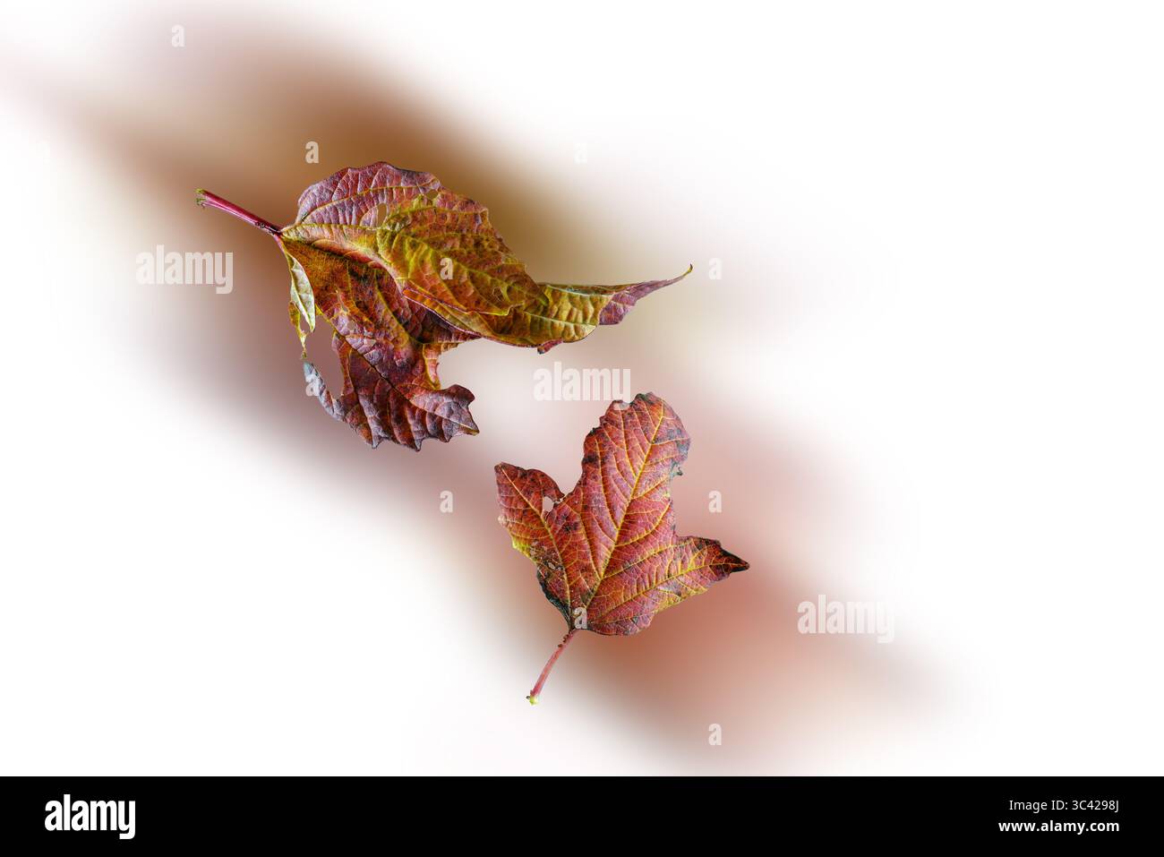 Buntes Herbstlaub ZT ohne Hintergrund Stockfoto