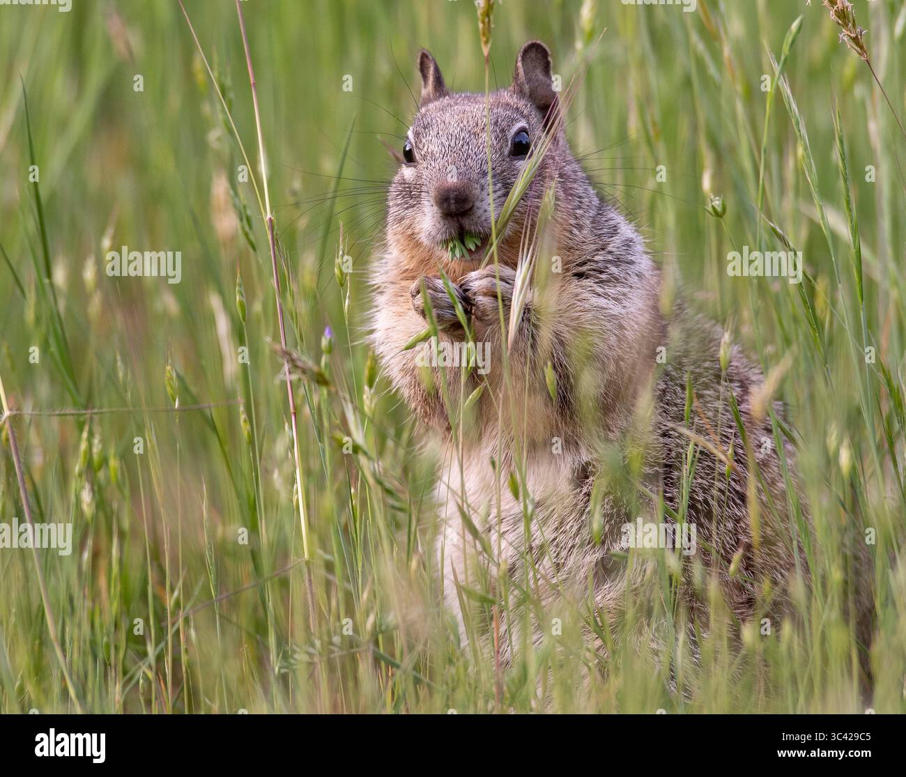 13. Mai 2021, ELKTON, OREGON, USA: Ein kalifornisches Eichhörnchen ernährt sich von Grüns auf einem Hügel nahe Elkton im ländlichen Westen Oregons. Obwohl es sich um ein bodenbewohntes Eichhörnchen handelt, hat es eine starke Neigung zum Aufstieg. Sie wird häufig auf Zaunpfählen, Baumstümpfen und Bürstenstapeln beobachtet. (Bild: © Robin Loznak/ZUMA Wire) Stockfoto