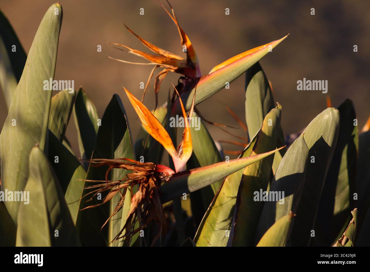 Eine Strelitzia-Pflanze sonnt sich im goldenen Licht der untergehenden Sonne, mit ihren kräftigen Blättern und leuchtenden Blumen, die von tropischer Eleganz und natürlicher Schönheit erstrahlen Stockfoto