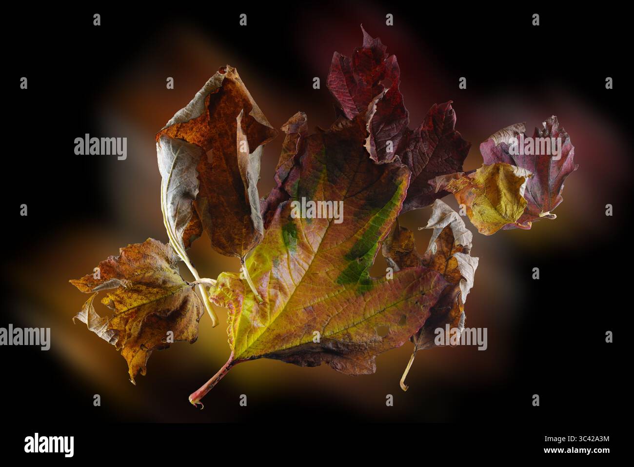 Buntes Herbstlaub ZT ohne Hintergrund Stockfoto
