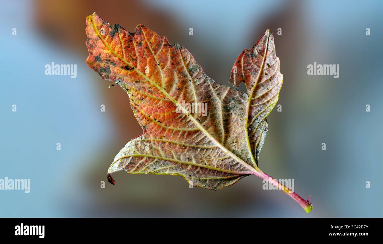 Buntes Herbstlaub ZT ohne Hintergrund Stockfoto