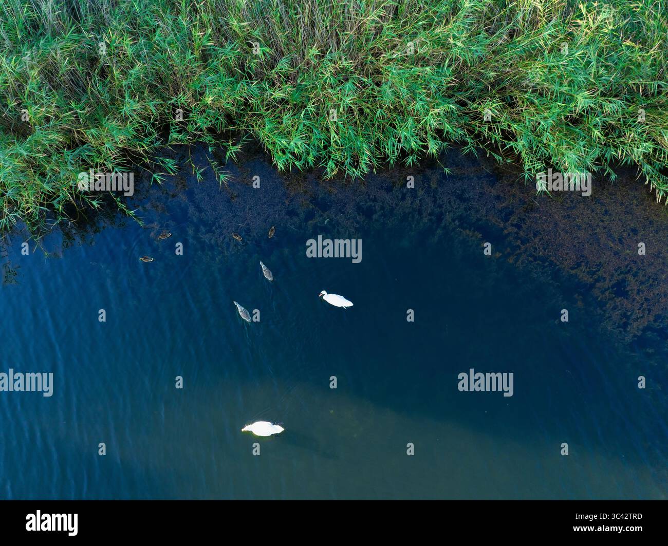 Schwäne und ihre Jungen schwimmen im See. Stockfoto
