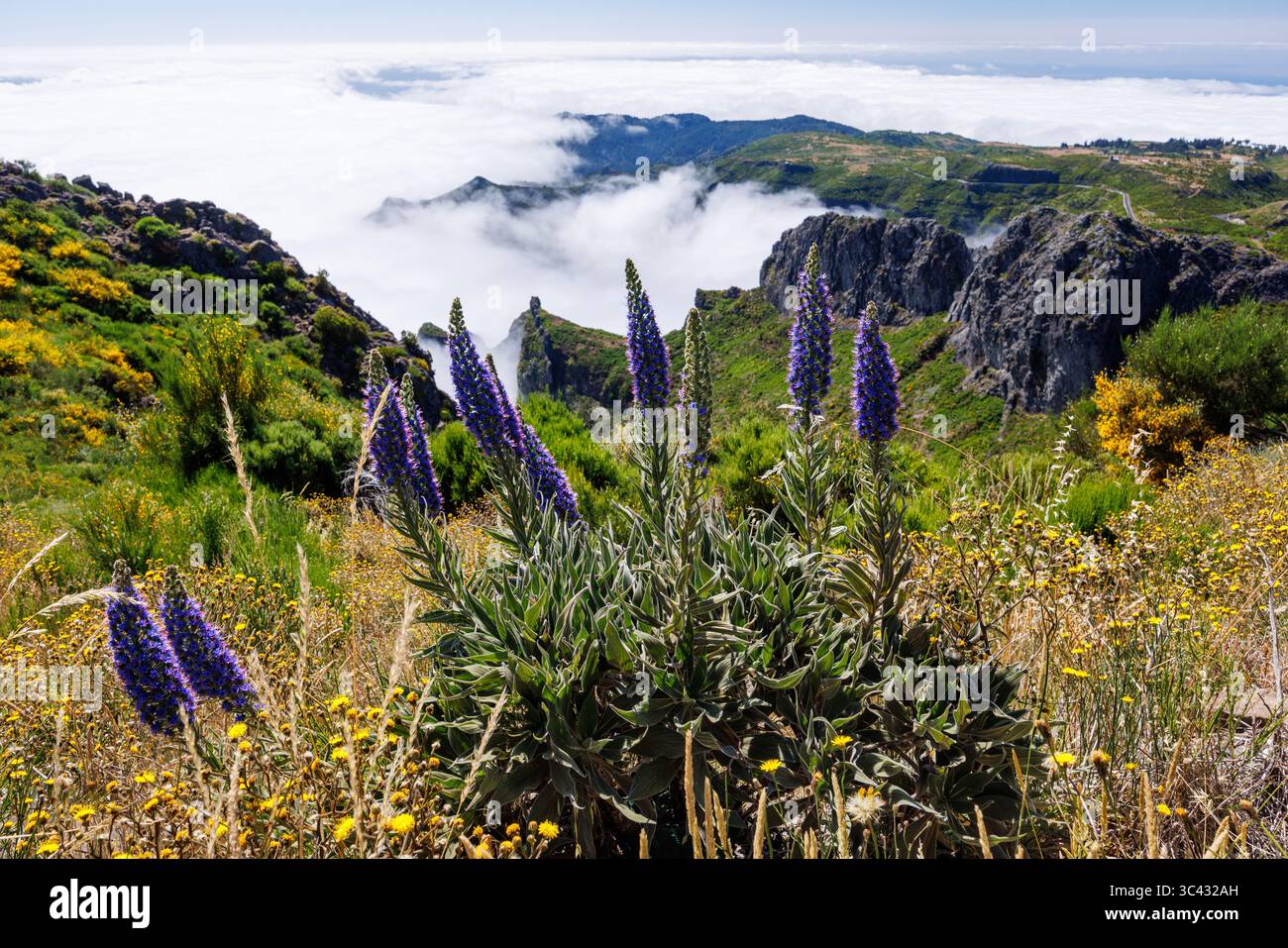 Blick in der Nähe von Pico do Arieiro auf Berge in Wolken mit Stolz der Madeira Blumen und blühenden Zytisosträuchern. Insel Madeira, Portugal. Hochwertige Pho Stockfoto