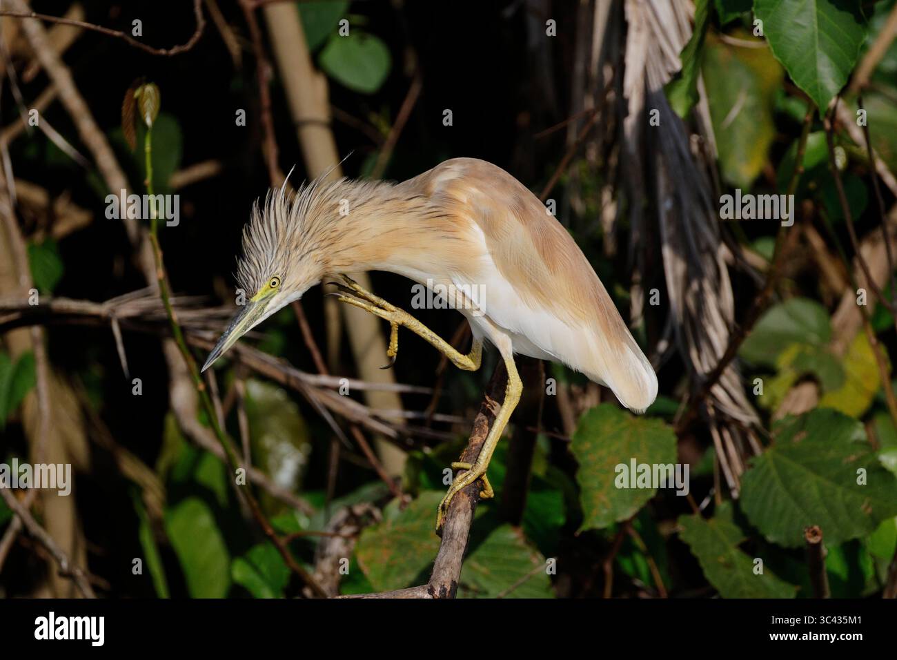 Squacco Reiher, Ardeola ralloides, Kazinga Channel, Katunguru, Uganda, Afrika. Stockfoto