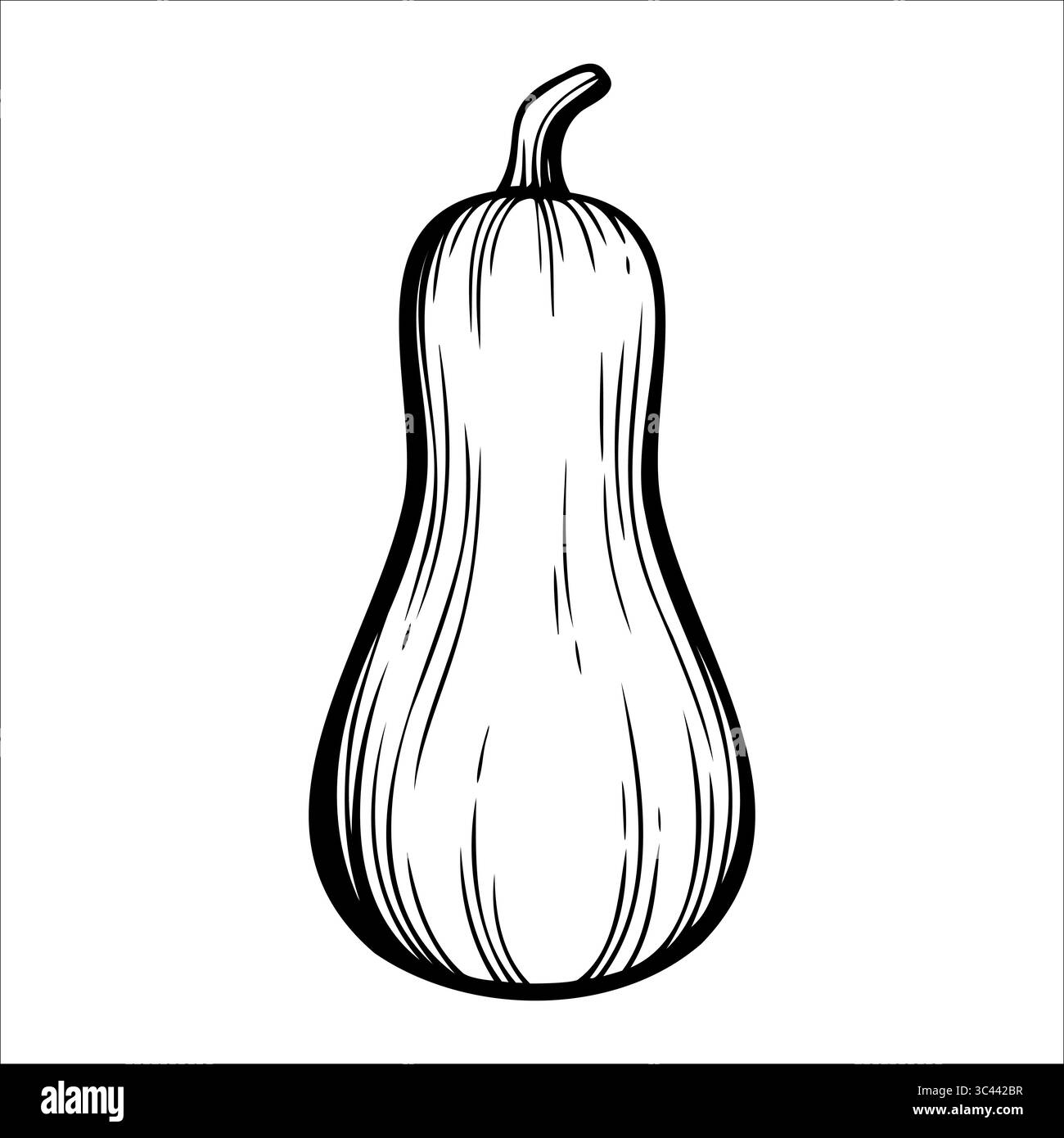 Eine handgezeichnete Illustration eines Butternusskürbis. Der Kürbis hat eine glatte, lange Form mit einem gebogenen Hals und einem bauchigen Boden. Sie ist in dargestellt Stock Vektor