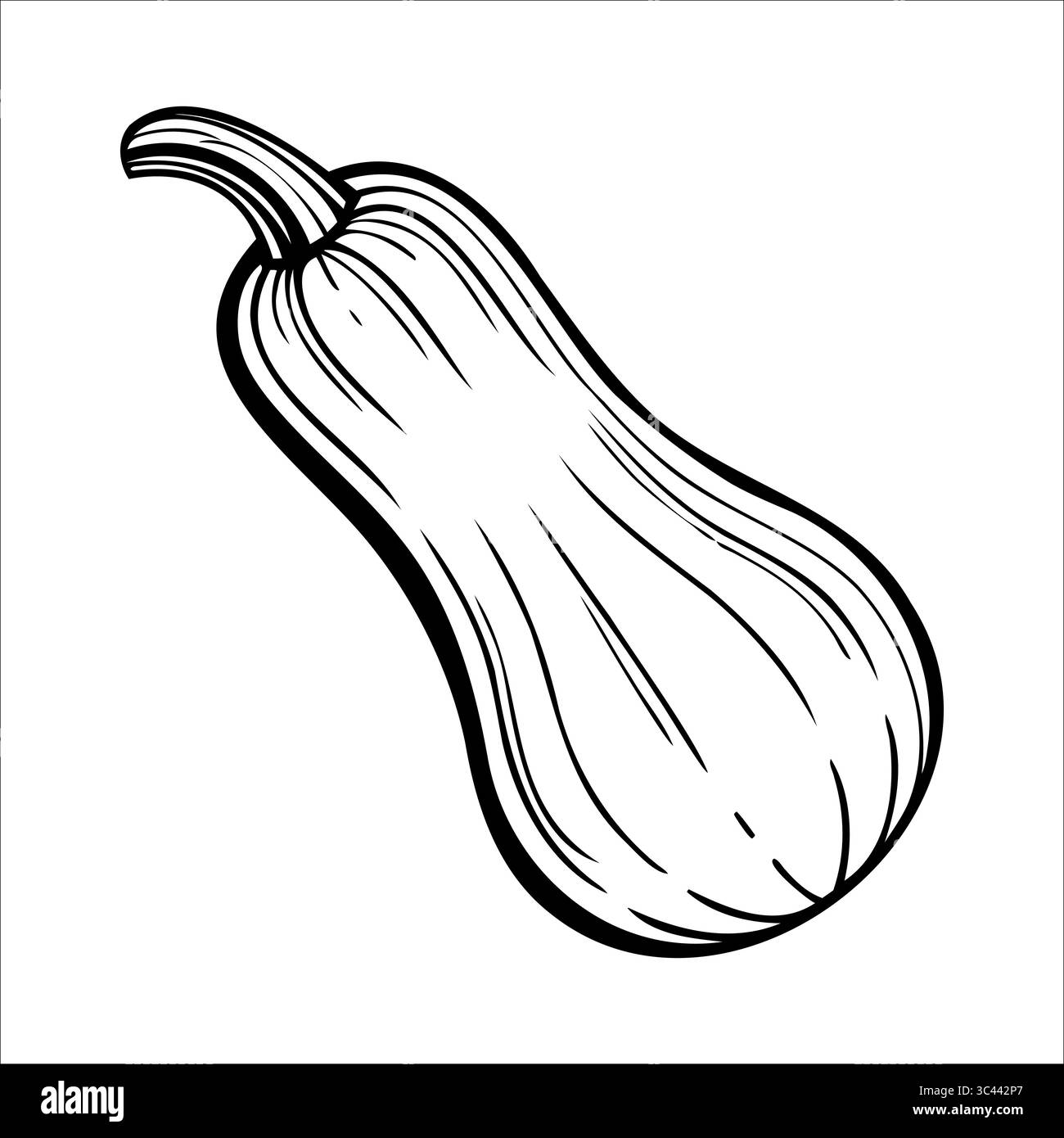 Eine handgezeichnete Illustration eines Butternusskürbis. Der Kürbis ist gestreckt mit einer glatten Oberfläche und einem geschwungenen Hals. Sie ist in einem einfachen Schwarz dargestellt Stock Vektor