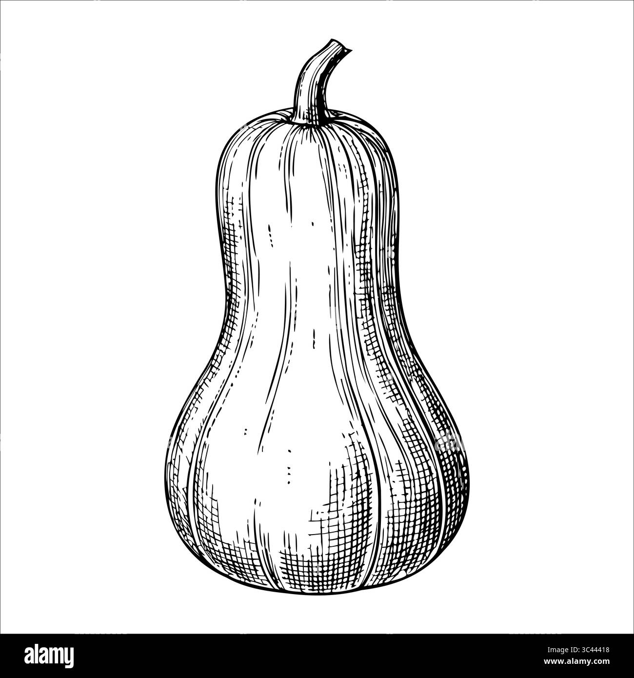 Eine handgezeichnete Illustration eines Butternusskürbis. Der Kürbis hat eine glatte, lang gezogene Form mit einem geschwungenen Hals und einer hellbraunen Farbe. Sie ist in dargestellt Stock Vektor