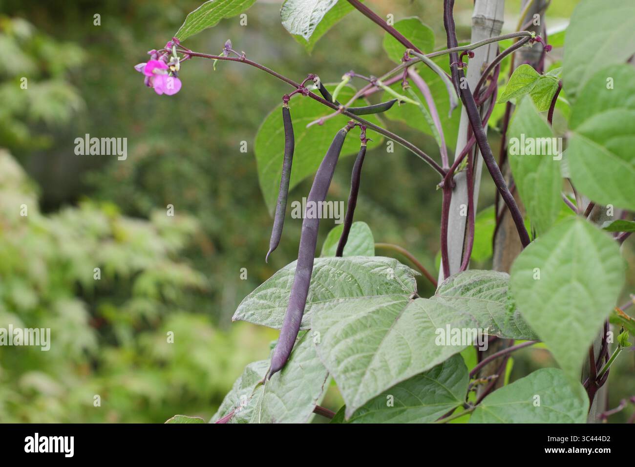 Phaseolus vulgaris 'Blauhilde'. Violette Bohnenschoten der kletternden französischen Bohnen „Blauhilde“, die im Juli in einem einheimischen Gemüsegarten wachsen. UK Stockfoto