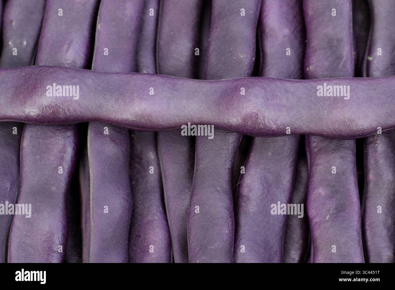 Französische Bohnen. Phaseolus vulgaris. Lila französische Kletterbohnen-Schoten aus nächster Nähe. Hausgemacht, frisch geerntet im Juli. UK. Stockfoto