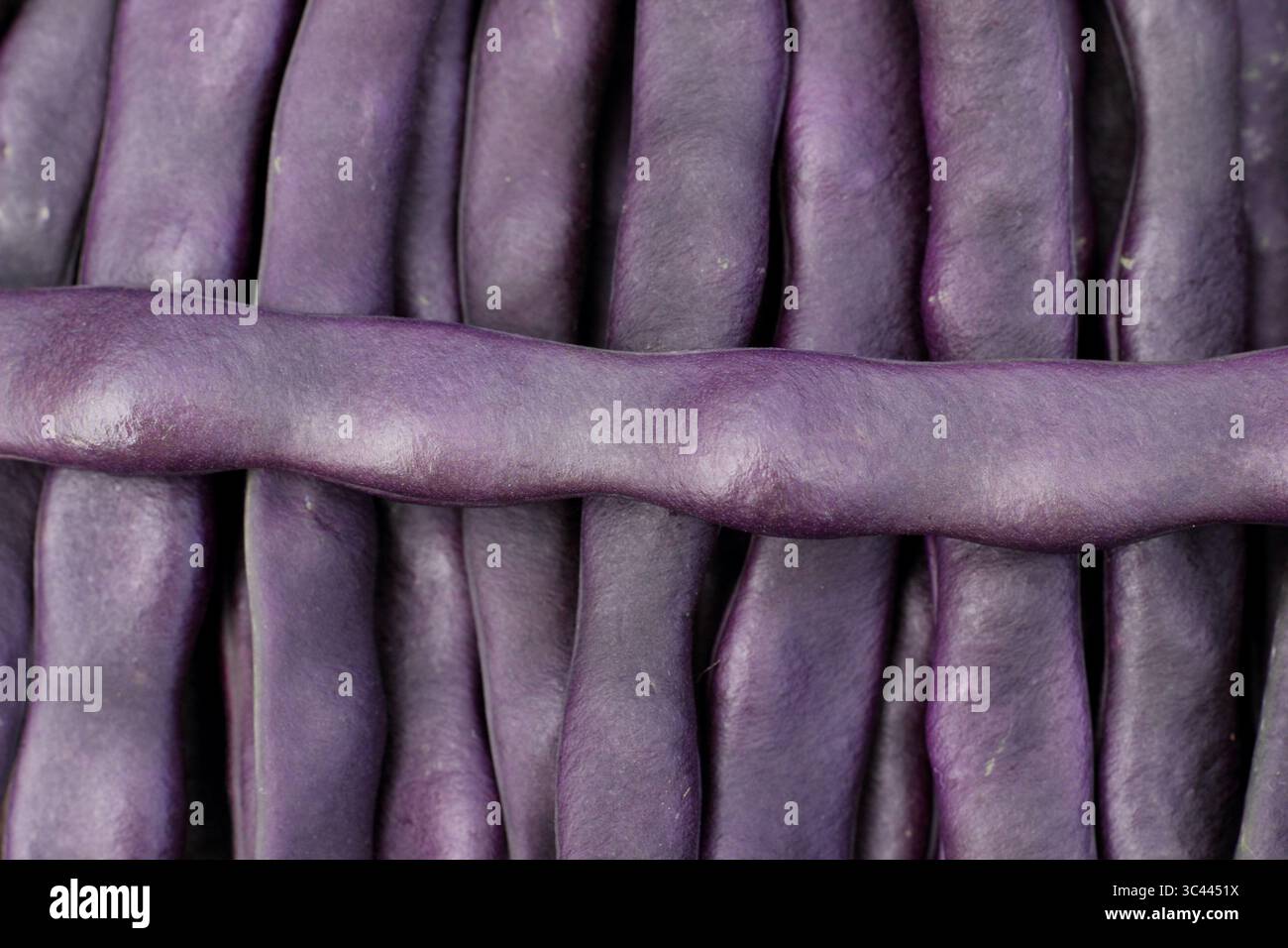 Violette französische Kletterbohnen, frisch geerntet im Juli. UK. Phaseolus vulgaris. Stockfoto
