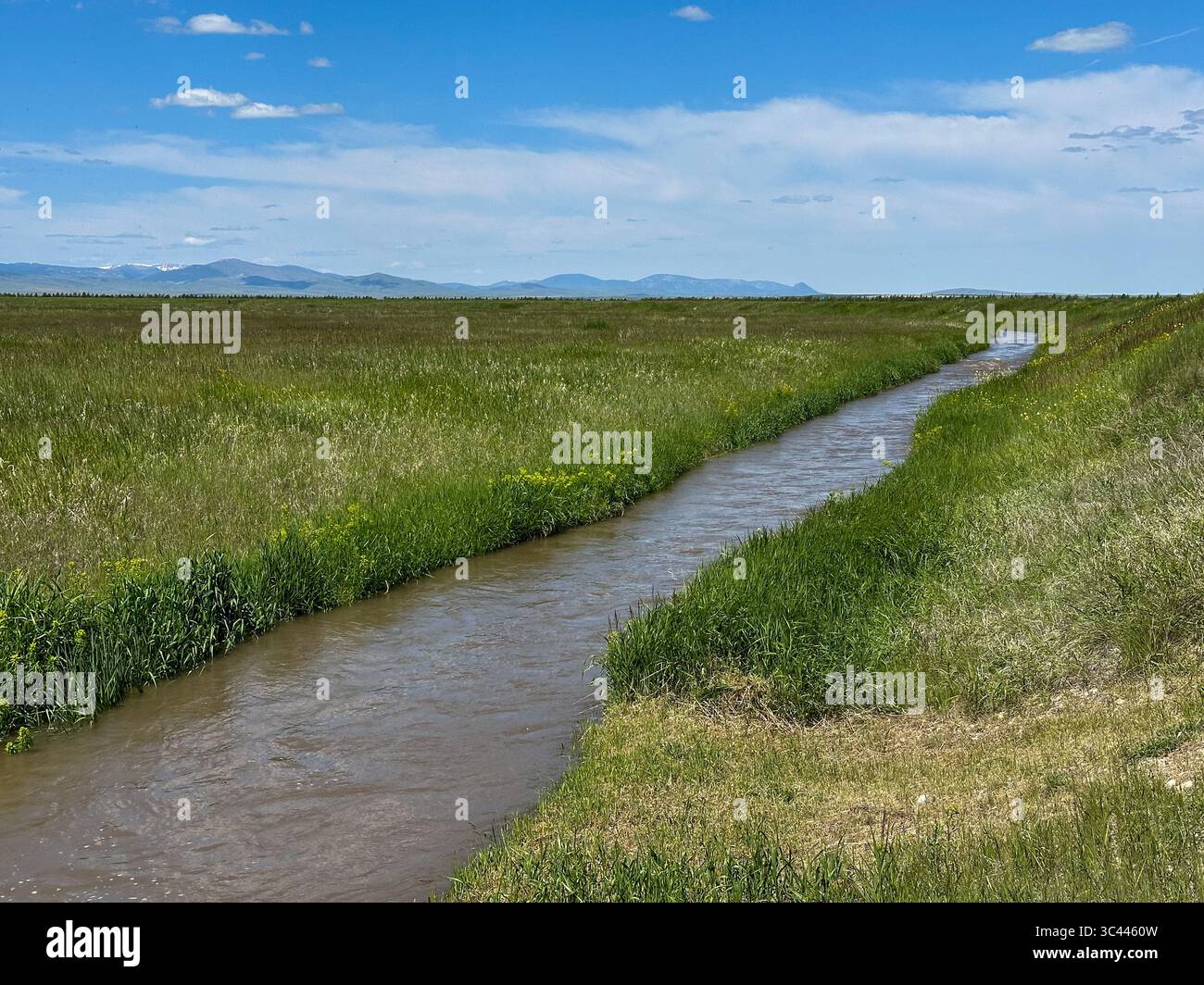 Ein gewundener Bewässerungskanal fließt durch die üppig grünen Prärien von Montana unter einem hellblauen Himmel und zeigt die ländliche Landnutzung und Wasserwirtschaft Stockfoto