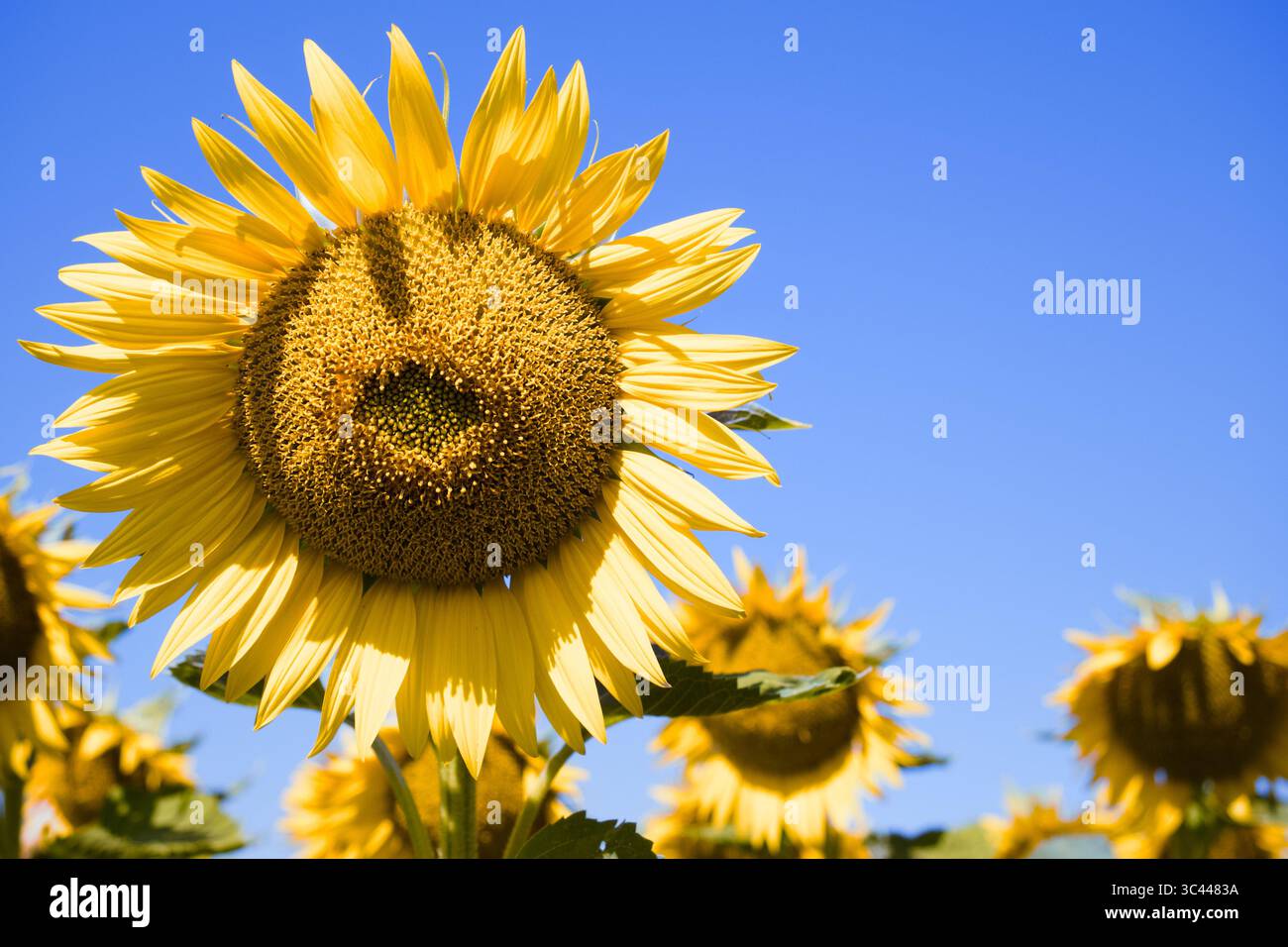 feld der Sonnenblumen mit blauem Himmel in Frankreich Stockfoto