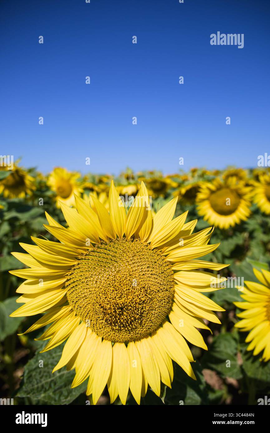 feld der Sonnenblumen mit blauem Himmel in Frankreich Stockfoto