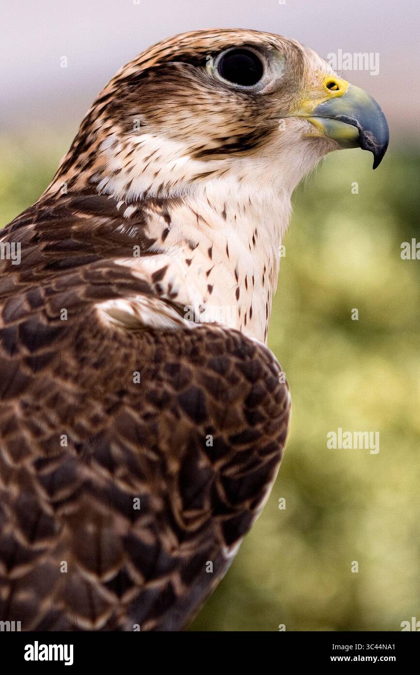 Porträt eines Falken mit intensivem Blick, hakenförmigem Schnabel und komplizierten Federmustern bei Tageslicht Stockfoto