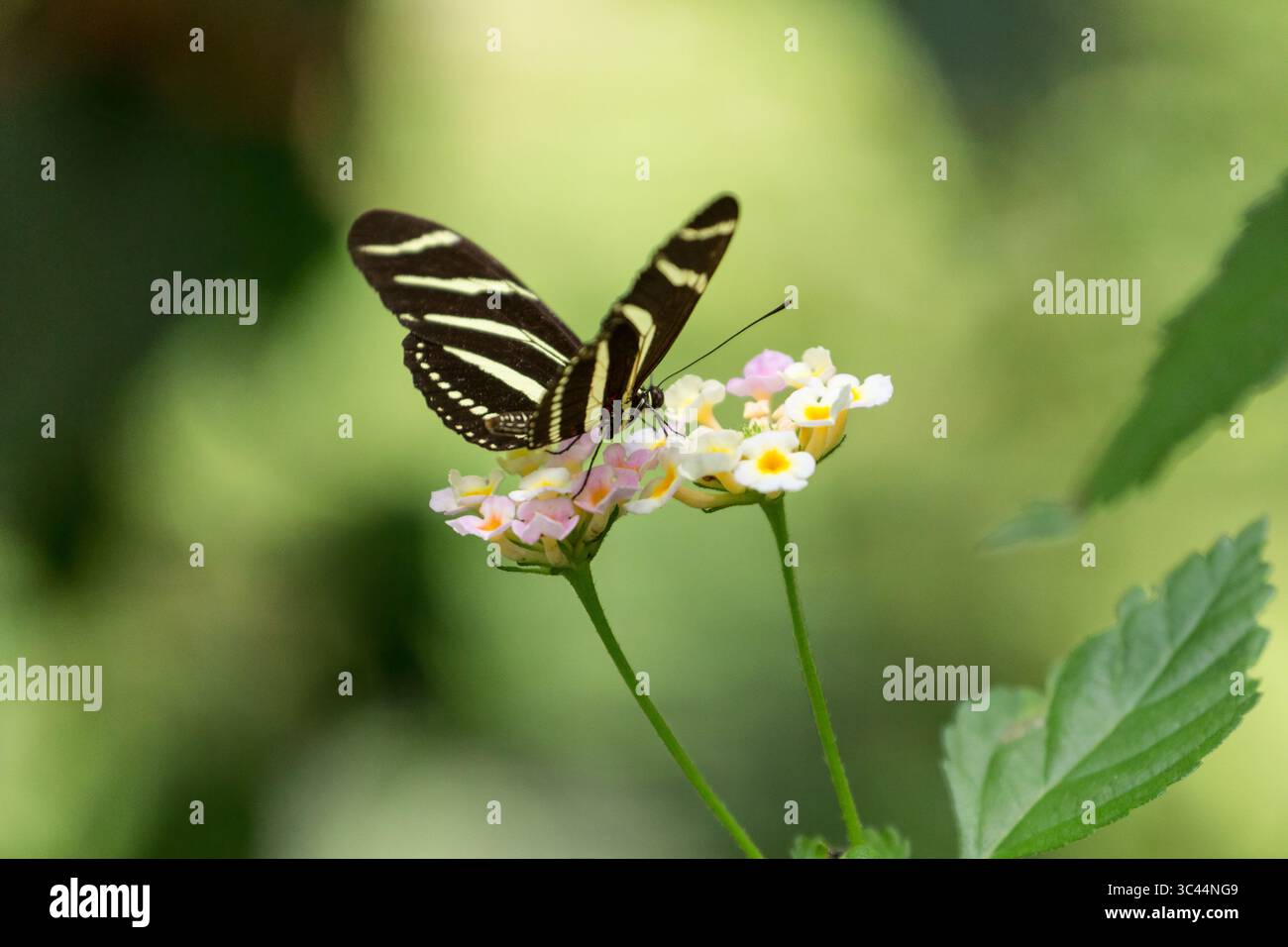 4. Juni 2016: Santo Domingo, Valle del Cauca, Kolumbien: Ein Zebra-LangflügelSchmetterling, Heliconius charitonius, der sich an einer lantana-Blume in der Dominikanischen Republik ernährt. (Kreditbild: © Jon G. Fuller/VW Pics via ZUMA Wire) Stockfoto